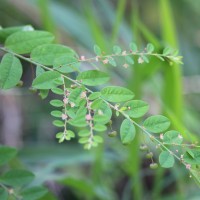 Phyllanthus gardnerianus (Wight) Baill.